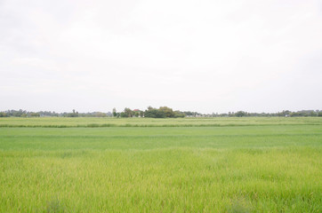 cornfield and evening background in Thailand.
