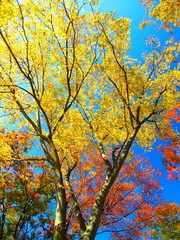 欅の黄葉と紅葉