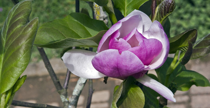 The beautiful fully open kopsia