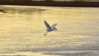 Great egret with fish catch