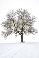 Fototapeta na wymiar view of isolated tree in winter