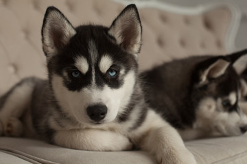 Naklejka na ściany i meble blue eyed beautiful husky puppies