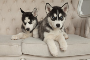 Fototapeta na wymiar blue eyed beautiful husky puppies