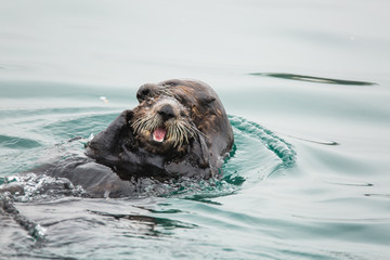 Obraz premium Sea Otters playing in the water at the edge of the Elkhorn Slough in Moss Landing, California