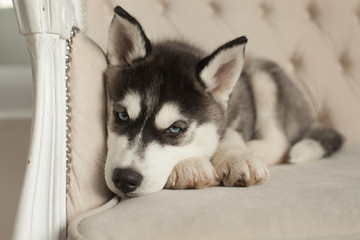 Fototapeta na wymiar blue eyed beautiful husky puppies