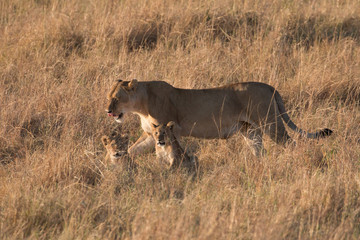 Lioness with cubs