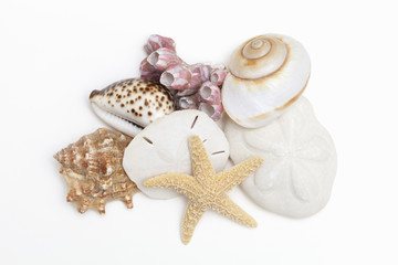 A group of seashells