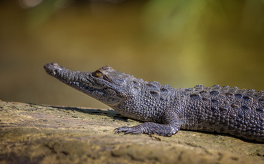 crocodile