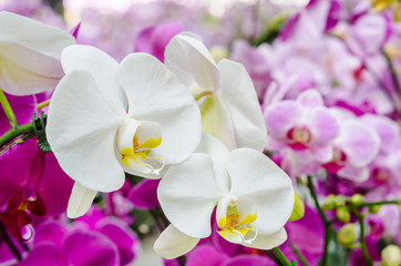 White orchid in garden