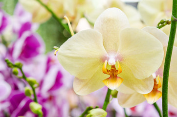 Naklejka na ściany i meble Yellow orchid flowers in garden.