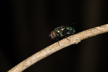 This is a photo of one kind of fly, was taken in XiaMen botanical garden, China.