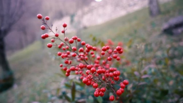 Red berries plant moving in slow motion in the wind