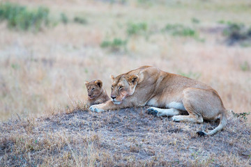 Lionees and cub - Masai Mara - Kenya