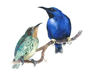 Tropical birds couple sitting on the branch watercolor painting illustration isolated on white background 