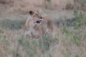 Lionees - Masai Mara - Kenya