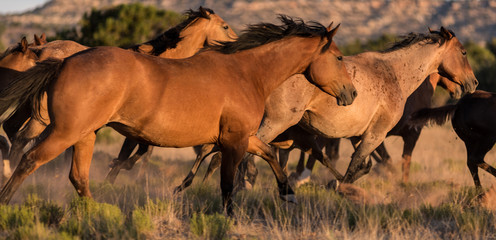 Mustang Horse Run