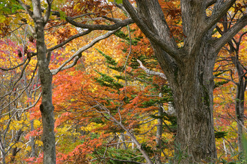 ニセコ山系の紅葉