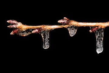 Frozen ice droplets on a branch at night