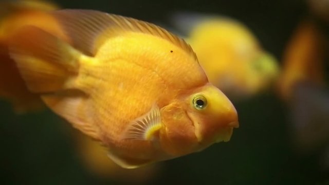 Yellow wrasse, also known as Golden Rainbowfish, Golden Wrasse, Yellow Coris, or Canary Wrasse  (Halichoeres chrysus) close up shot underwater