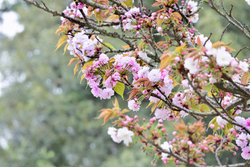 Double cherry blossoms
