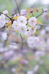 Double cherry blossoms
