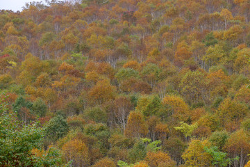 ニセコ山系の紅葉