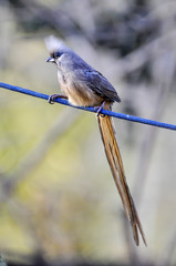 Mousebird