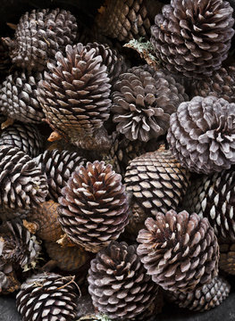 Pinecones