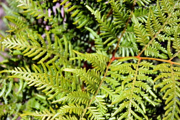 Close up of fern leaf. Detail of beautiful green fern in nature. Green fern as a background. Green fern in the jungle. Great green bush of fern in the forest.