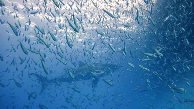 Увлекательные подводные погружения с Большими белыми акулами  в Тихом океане у острова Гуадалупе. Мексика.