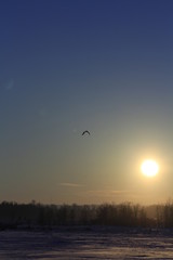 Owl