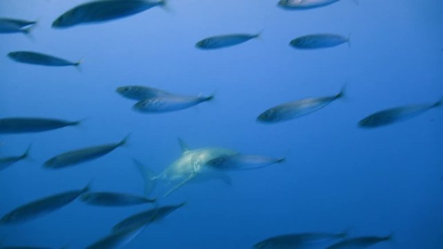 Увлекательные подводные погружения с Большими белыми акулами  в Тихом океане у острова Гуадалупе. Мексика.