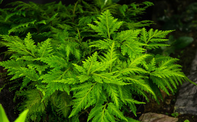 great green bush of fern