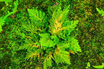 great green bush of fern