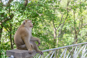 Portrait of Monkey at the park in Khao Rang Hill ,Phuket,Thailand(popularity viewpoint in Phuket)