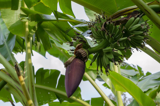 fresh of green bananas on banana tree