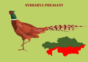 Middle Asian Pheasant, area in Kazakhstan vector illustration