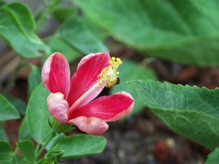 Hibiscus flower in garden
