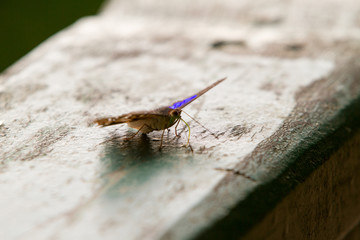 Close-up of colorful butterfly at Iguazu Falls