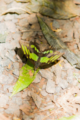 Close-up of colorful butterfly at Iguazu Falls