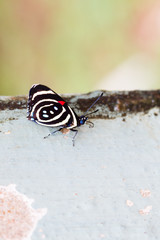 Fototapeta na wymiar Close-up of colorful butterfly at Iguazu Falls