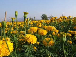 marigold flower field