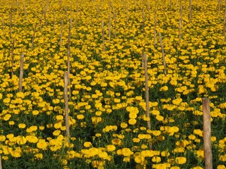 Obraz premium marigold flower field