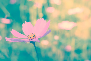 Cosmos flower. Retro vintage filter effect.