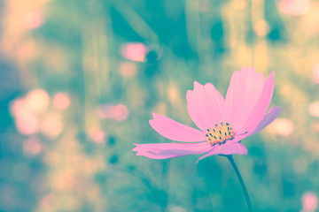 Cosmos flower. Retro vintage filter effect.