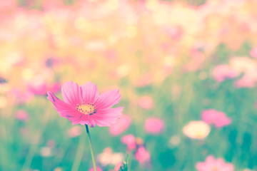 Cosmos flower. Retro vintage filter effect.