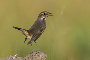 Beautiful bird Bluethroat (Luscinia svecica)
