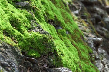 moss on rock
