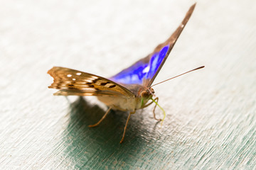 Close-up of colorful butterfly at Iguazu Falls