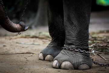 Chained elephant 